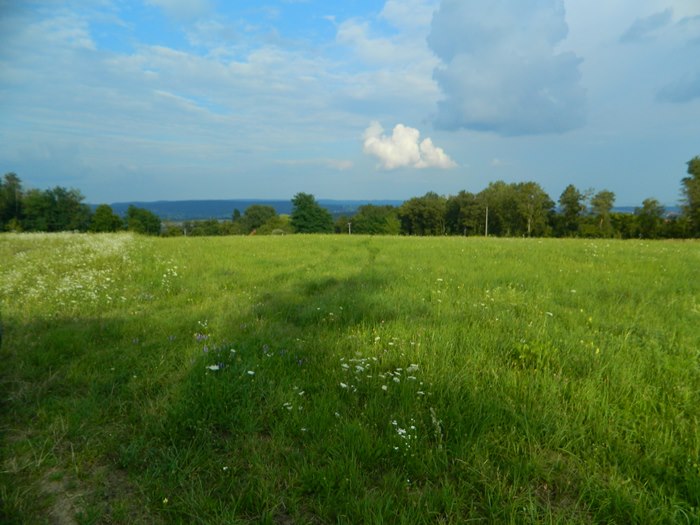 Plots of field with panoramic view